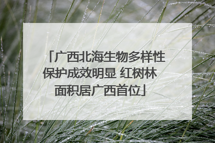 广西北海生物多样性保护成效明显 红树林面积居广西首位